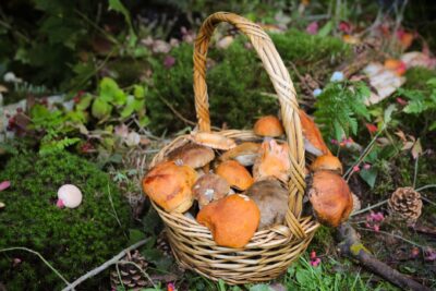 Champignons : la saison 2026 bat son plein, les règles avant de les cuisiner
